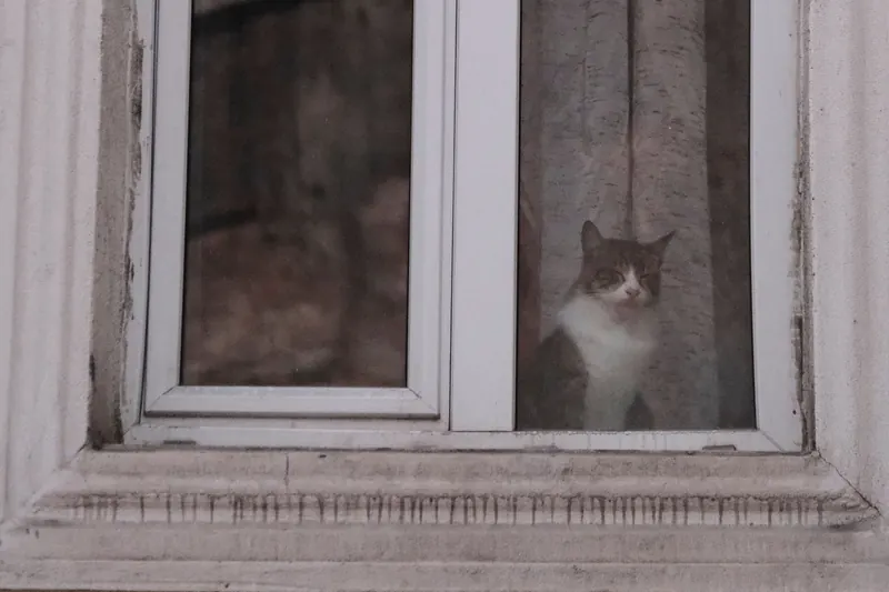 Un gato mira hacia fuera desde el interior de una ventana cerrada